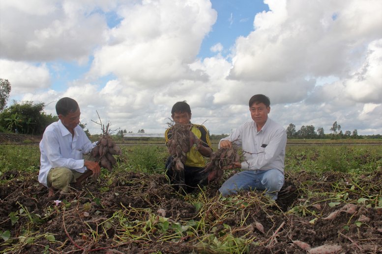 Trong khi đó, trên cánh đồng khoai lang Bình Tân, nông dân cũng đứng ngồi không yên vì giá khoai lên xuống thất thường.