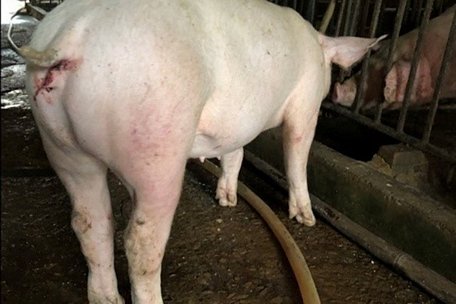  Lợn bị ASF có biểu hiện xuất huyết qua các lỗ tự nhiên trên thân thể như: Mũi, tai, mắt, hậu môn...