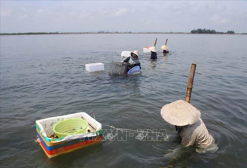 Phụ nữ vùng cửa biển Thuận An (Thừa Thiên-Huế) mưu sinh bằng nghề cào ngao. Ảnh: Hồ Cầu/TTXVN 