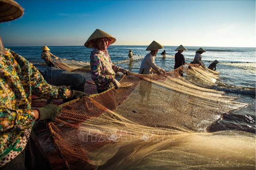  Phụ nữ tham gia kéo rùng - một loại hình nghề biển dùng lưới bắt cá gần bờ với sự tham gia của rất nhiều người vào buổi sáng sớm tại vùng biển Quảng Xương (Thanh Hóa). Ảnh: Trọng Đạt/TTXVN