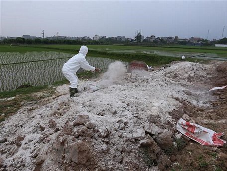 Nhân viên thú y rắc vôi bột khử trùng nơi tiêu hủy lợn bệnh theo quy định ở thôn An Chiêng, xã Liên Phương, TP Hưng Yên. (Ảnh: Vũ Sinh/TTXVN)