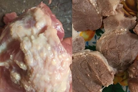 Thịt lợn nổi nhiều hạch trắng được sử dụng để chế biến thức ăn cho trẻ ở Trường Mầm non Thanh Khương (Bắc Ninh). Ảnh: PHCC