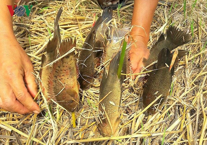 Người dân vùng ngọt hóa Cà Mau ví von rằng, cá đồng là của trời cho vì họ không nuôi, cũng chẳng chăm sóc nhưng cứ đến vụ là có thu hoạch.