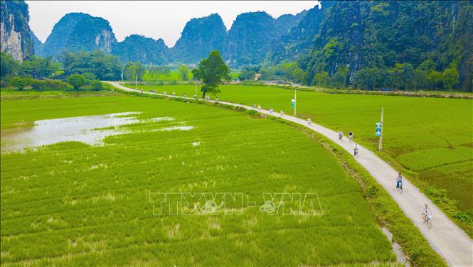 Du khách nước ngoài đạp xe ngắm cảnh trên cánh đồng lúa xanh ngát.