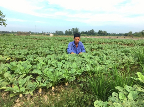 Số loại thuốc trừ sâu sử dụng có sự khác biệt giữa nông dân sản xuất hợp tác xã và tự sản xuất. Trong ảnh: Nông dân sản xuất củ cải trắng VietGAP ở Long Mỹ.