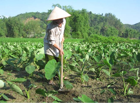 Người dân xã An Thạnh Nam, huyện Cù Lao Dung đang làm cỏ, vun xới, chăm sóc ruộng khoai môn.