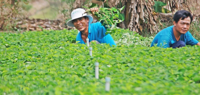 Xã Thuận An (TX Bình Minh) được xem là xã giàu nhất tỉnh, đang dẫn đầu với thu nhập bình quân đầu người gần 60 triệu đồng/năm với cây màu chủ đạo là xà lách xoong và rau diếp cá.