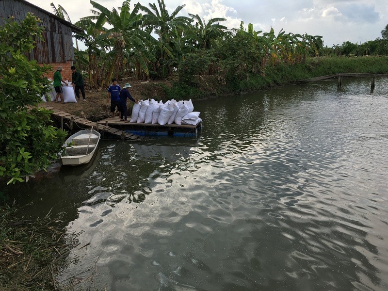 Nuôi thả cá tra theo hướng an toàn thực phẩm ở huyện Long Hồ - Vĩnh Long. (Ảnh: K.V)