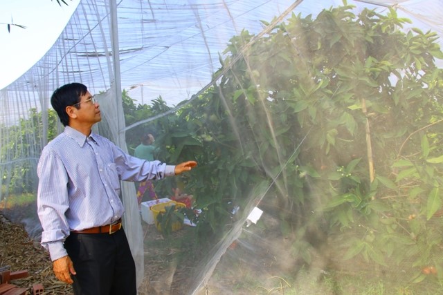Ông Tống Văn Phong rất tâm đắc với mô hình trồng mận trong nhà lưới