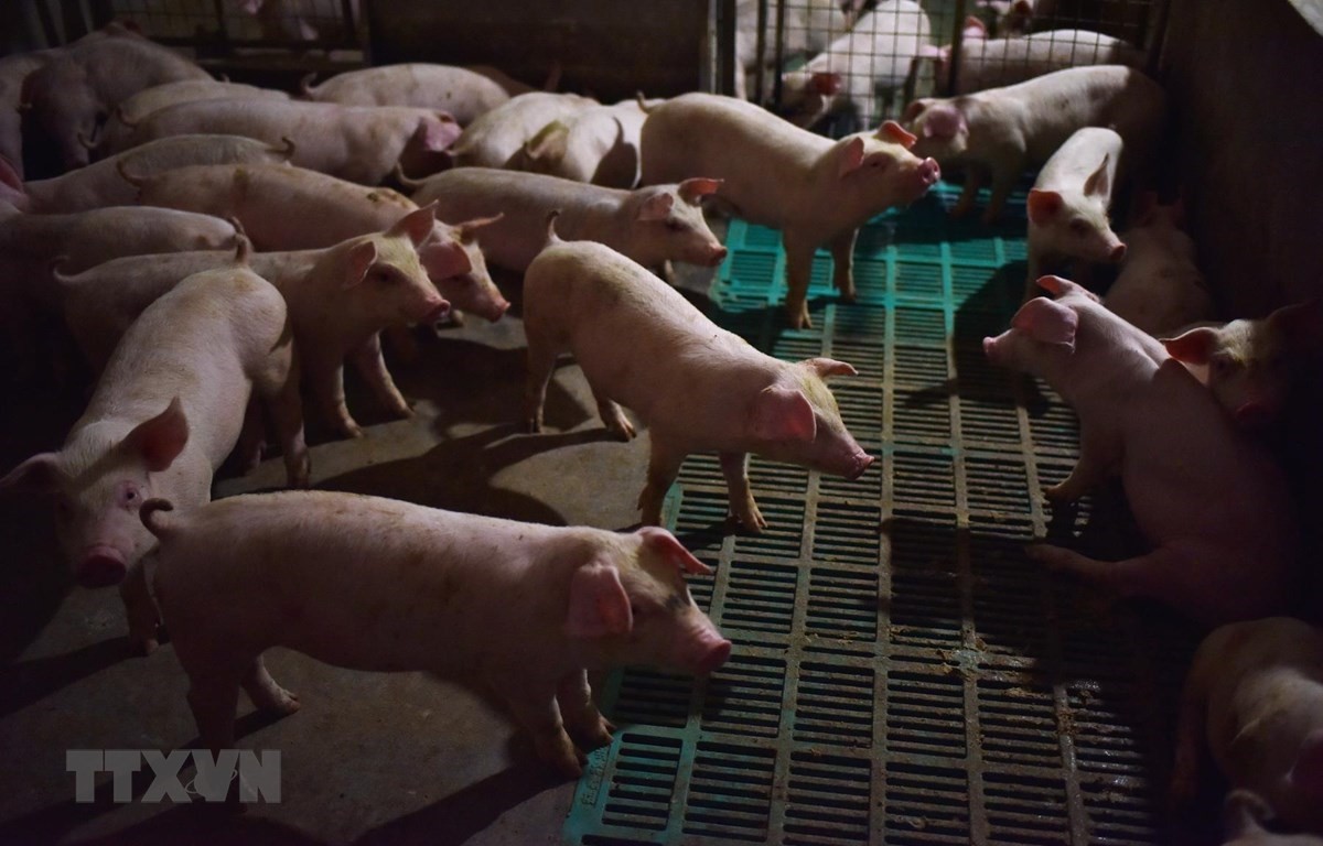 Một trang trại nuôi lợn ở huyện Yiyang, tỉnh Hà Nam, Trung Quốc. (Ảnh: AFP/TTXVN)