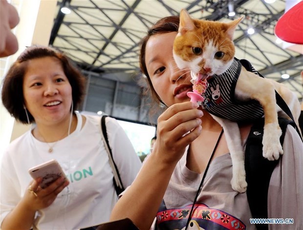 Một con mèo cưng nếm đồ ăn vặt cho mèo tại Hội chợ thú cưng châu Á lần thứ 21 ở Thượng Hải, miền đông Trung Quốc, ngày 25 tháng 8 năm 2018. (Nguồn: Tân hoa xã)