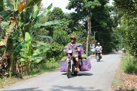 Người dân xã Thanh Bình chở sầu riêng đến các điểm thu mua để đưa ra thị trường.