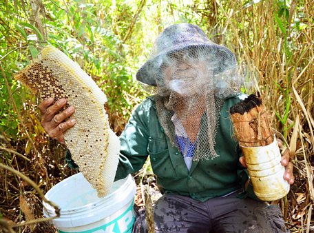  Ông Biên với tổ ong vừa mới thu hoạch tại rừng U Minh, tỉnh Kiên Giang. Ảnh: NQ.