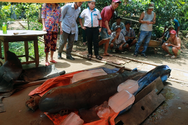 Theo ông Phan Văn Thái, khoảng 4 giờ sáng ngày 15/5, ông cùng vợ đánh cá trên sông Cổ Chiên phát hiện con cá lạ mắc lưới.