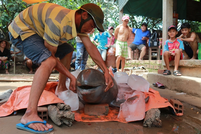 Mất gần 1 giờ, vợ chồng anh Thái cùng với 4 người dân mới “khống chế” được cá và cột lưới  kéo cá về nhà.