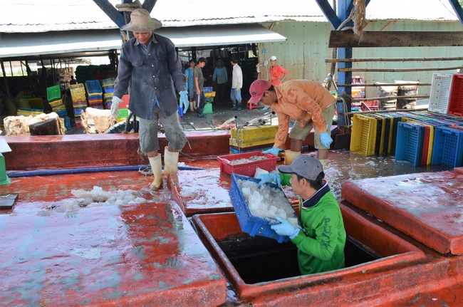 Tàu của các cơ sở chế biến ra tận nơi đánh bắt thu mu, sau đó đưa vào đất liền để sơ chế. Ngoài ra, còn có những người chuyên làm nghề thu mua sau đó vào bán lại cho các cơ sở chế biến cá cơm trong bờ.