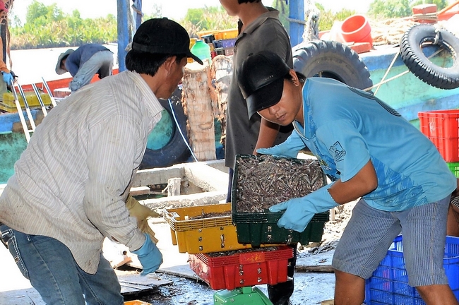 Những con cá cơm tươi nguyên được lấy lên từ khoang tàu vận chuyển.