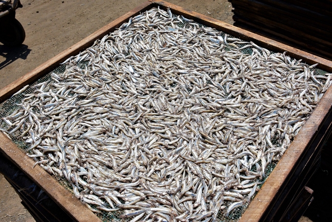 Cá cơm Cà Mau sau khi sơ chế được xuất khẩu phổ biến đi Hàn Quốc, Đài Loan...