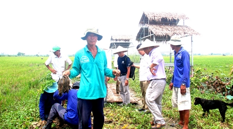 Săn chuột đồng trong trang trại lúa hữu cơ ở Đồng Tháp.