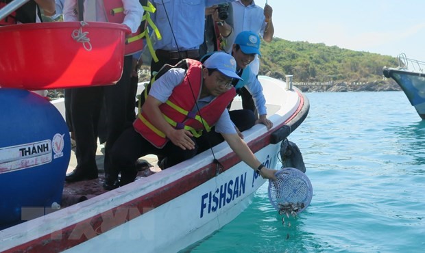 Thả cá giống tái tạo nguồn lợi thủy sản trên vịnh Nha Trang. (Nguồn: TTXVN)