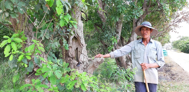      Ông Nguyễn Văn Minh cho biết, cả làng đều xem rừng lộc vừng là di sản vô giá. Ảnh: AT
