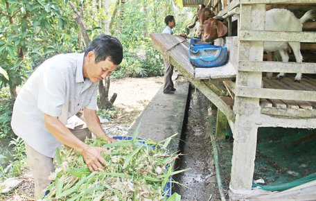 CLB khuyến nông nuôi dê đang phát triển mở rộng tại ấp Bình Điền.