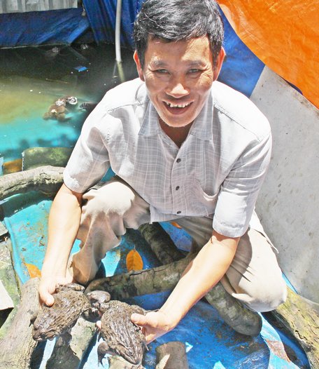 Mô hình nuôi ếch Thái Lan đang đem lại nguồn thu nhập khá cho anh Thái.