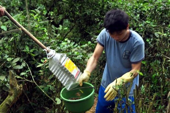 Để bắt bọ xít, người dân dùng cây gậy dài, đầu có gắn một chiếc can nhựa hoặc túi lưới tạo thành vợt chuyên dụng. Ảnh: Motthegioi.
