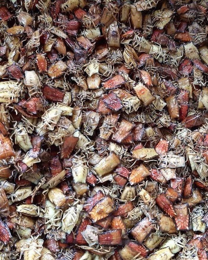  Nếu như trước đây, bọ xít bị coi là côn trùng hôi hám và đáng sợ thì ngày nay nó được bán trên thị trường với giá từ 300.000 - 500.000 đồng/kg. Ảnh: Vietnamnet.