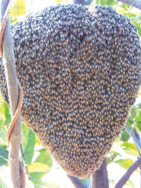   Một tổ ong trong rừng Tà Cú.