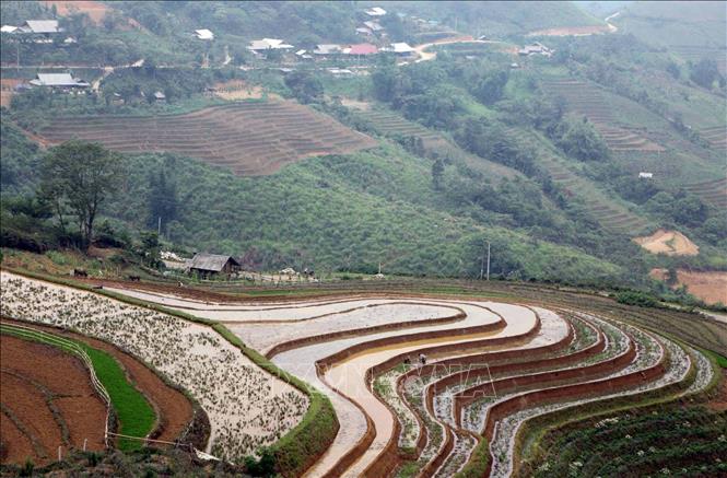 Người dân bản Sân Bay, xã Sin Suối Hồ, huyện Phong Thổ làm đất chuẩn bị cho một vụ mùa lúa mới.