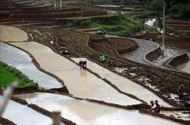 Người dân tại xã Hố Mít, huyện Tân Uyên (Lai Châu) tranh thủ làm cỏ đắp bờ lấy nước vào ruộng chuẩn bị cho một vụ mùa lúa.