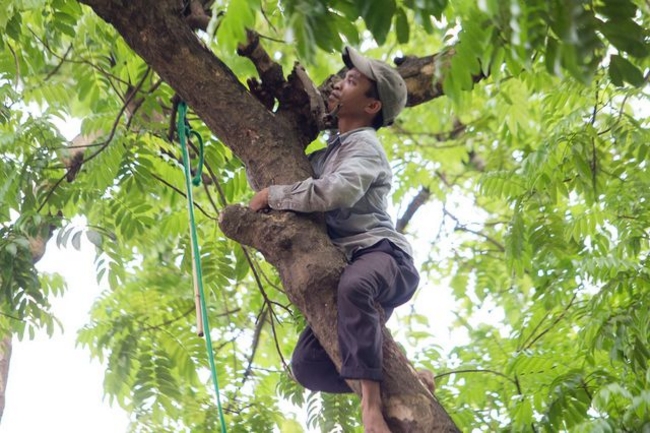 Người dân xung quanh thường gọi vui các anh trèo sấu là “người nhện” bởi những động tác thoăn thoắt trèo lên cây rồi đu mình trên cành ngọn mà không cần bảo hộ.