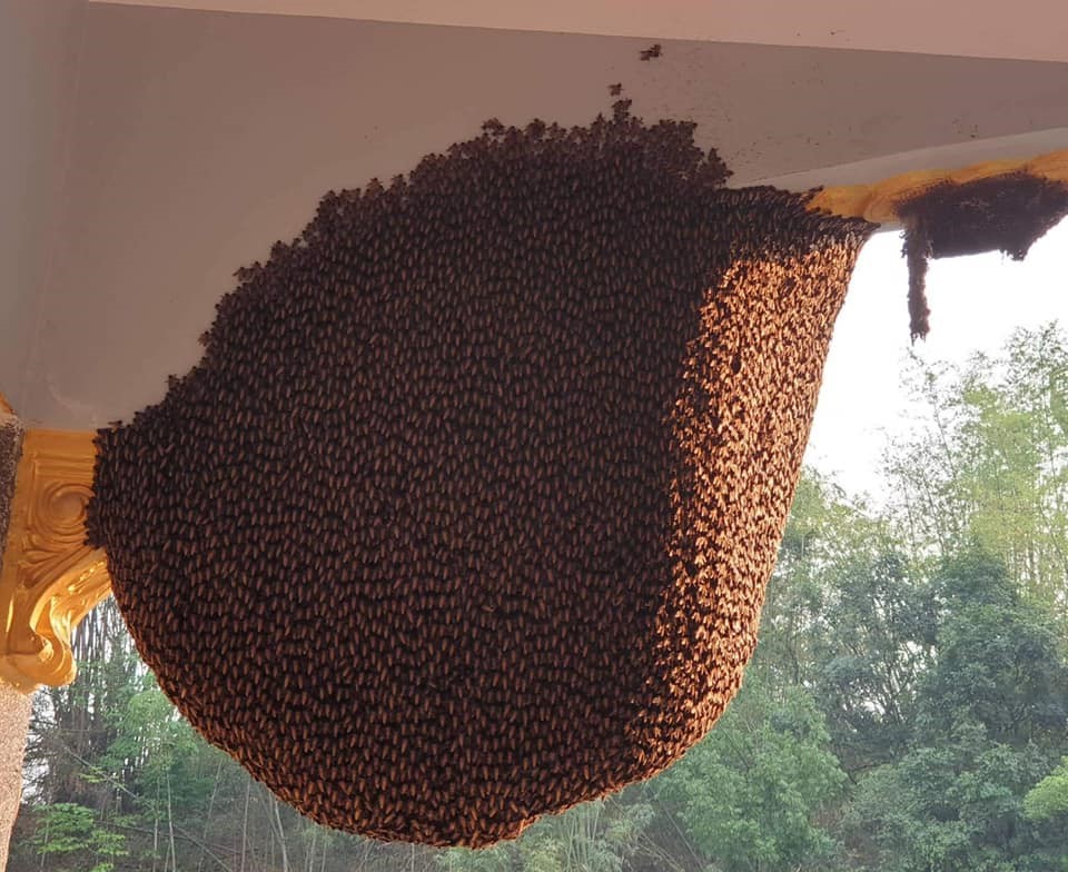 Đàn ong rất to, chúng làm tổ có đường kính hơn 1m.