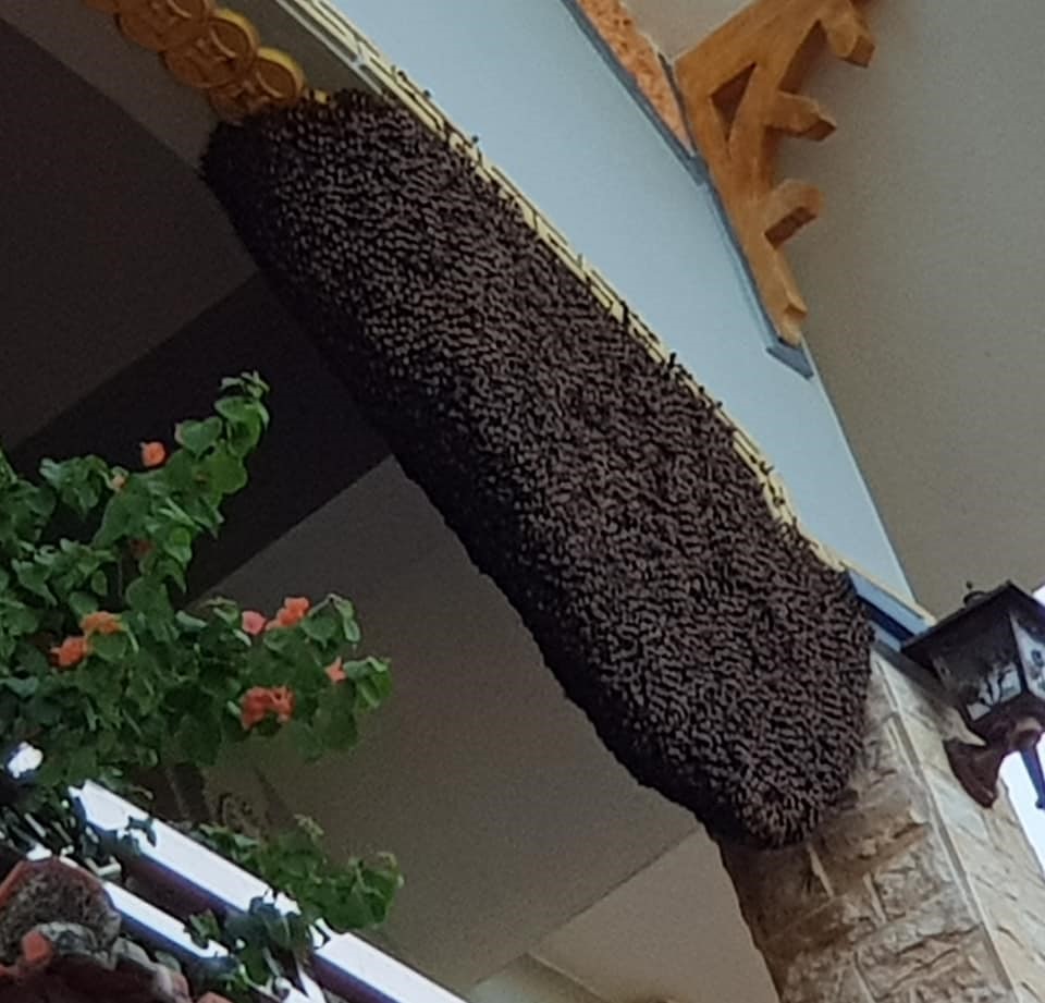 Đàn ong di cư về nhà chị Hưng cách đây đã 8 năm, cứ tháng 2 chúng bay về làm tổ, khoảng tháng 8 lại bay đi, sang năm chúng lại quay lại làm tổ.