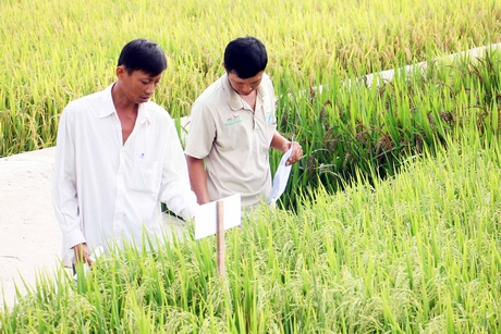 Củng cố và nâng cao năng lực cho hệ thống nhân giống lúa thuần giúp nông dân sử dụng giống xác nhận chất lượng cao tại chỗ.