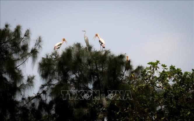 Nhiều loài chim quý hiếm được nuôi dưỡng, bảo tồn tại khu bảo tồn sinh thái Đồng Tháp Mười. Ảnh: Nam Thái/TTXVN