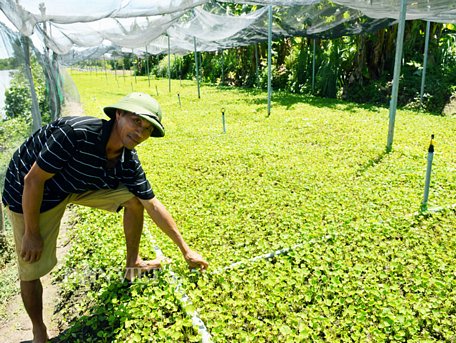 Đa số mô hình trồng rau má ở xã Nguyễn Việt Khái đều được nông dân đầu tư bài bản, giảm sức lao động. Ảnh: Chúc Ly.