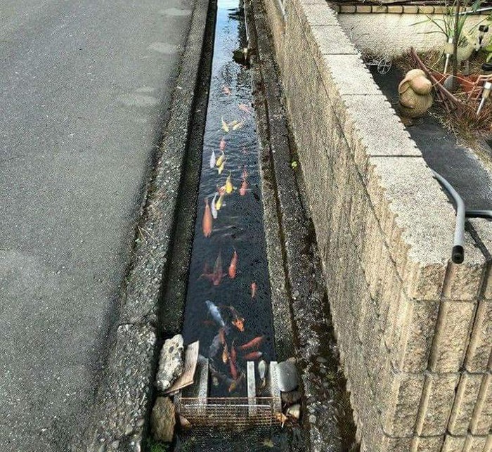Cá Koi sống trong một số kênh thoát nước ở Nhật Bản là bằng chứng cho sự sạch sẽ của môi trường sống.