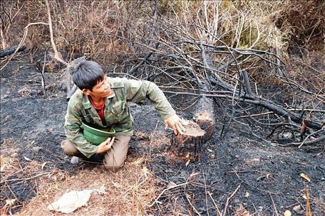  Ông Đậu Văn Tiến (trú tại xóm 8, xã Xuân Phổ, huyện Nghi Xuân, Hà Tĩnh) được ví như người hùng mở đường băng cản lửa cứu rừng. Ảnh: Hoàng Ngà/TTXVN