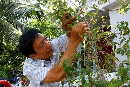 Ông cho biết năm 2012 ông được người thân ở Mexico gửi về 200 hạt nho thân gỗ và ông đã gieo trên đất vườn nhà và sau đó nó đã cho quả 