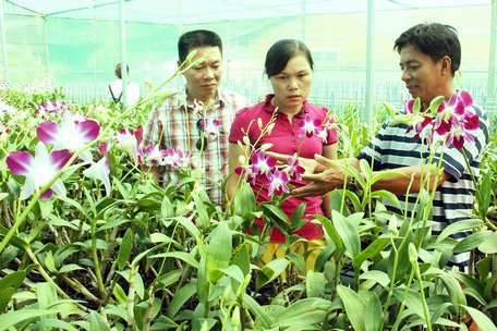  Hoa lan là một trong những sản phẩm chủ lực của TP Vĩnh Long trong định hướng phát triển nông nghiệp đô thị gắn với du lịch sinh thái. Trong ảnh: Mô hình trồng hoa lan Mokara ở xã Trường An (TP Vĩnh Long).