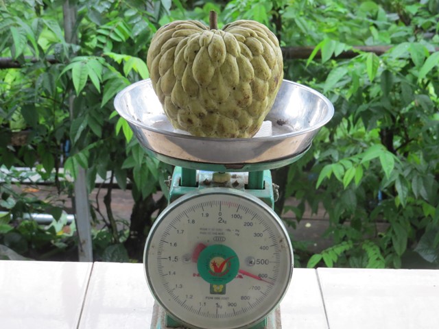 Mãng cầu dai cho trái khổng lồ có trọng lượng từ 0,5-1,5kg/trái