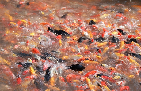 Giá các loại cá giống đang tăng do nhu cầu tiêu thụ tăng.