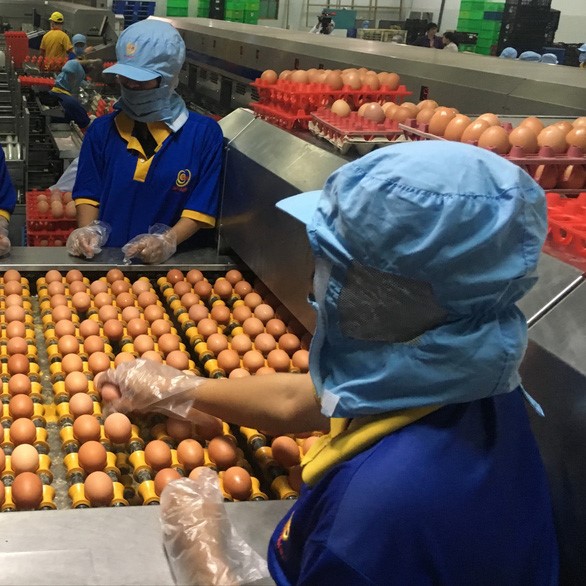 Giá trứng gà thấp đang khiến người chăn nuôi lỗ 100-200 đồng mỗi quả - Ảnh: NGUYỄN TRÍ