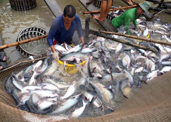 Thu hoạch cá tra tại tổ hợp tác nuôi cá tra Tân Thạnh, xã Tân Hội, TP Vĩnh Long. Ảnh: Vũ Sinh/TTXVN