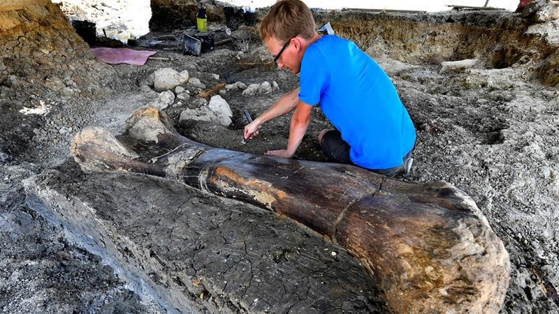 Các nhà khảo cổ Pháp vừa khai quật một hóa thạch xương khủng long khổng lồ dài hai mét. Ảnh: AFP