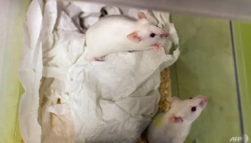 Các nhà khoa học Nhật Bản bắt đầu thử nghiệm nuôi cấy các cơ quan người trên động vật. Ảnh: AFP
