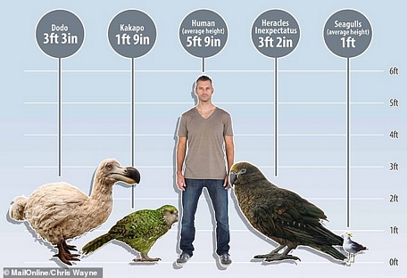 Vẹt Heracles có kích thước ngang với chim dodo, và lớn hơn cả vẹt kapako, loài vẹt còn sống lớn nhất thế giới  (Ảnh: Mail Online)