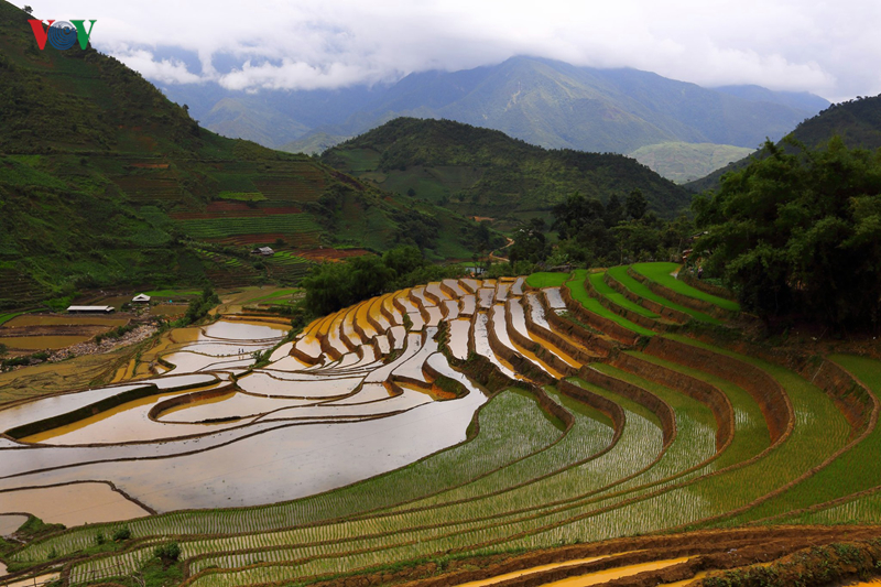 Trong vụ xuân, người dân tập trung trồng lúa ở ruộng thấp do trên đồi cao không đủ nước tưới.